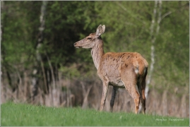 <p>JELEN LESNÍ (Cervus elaphus) Šluknovsko - Valdek /Red deer - Rothirsch/</p>